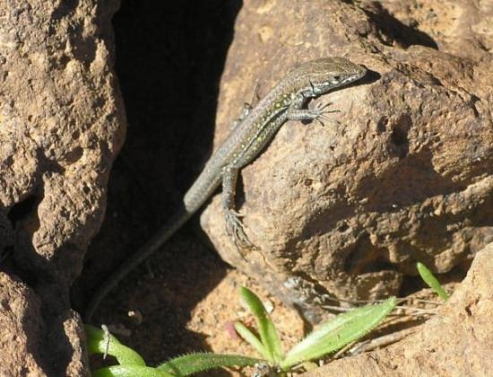 Lagarto en Timanfaya al sol en una roca